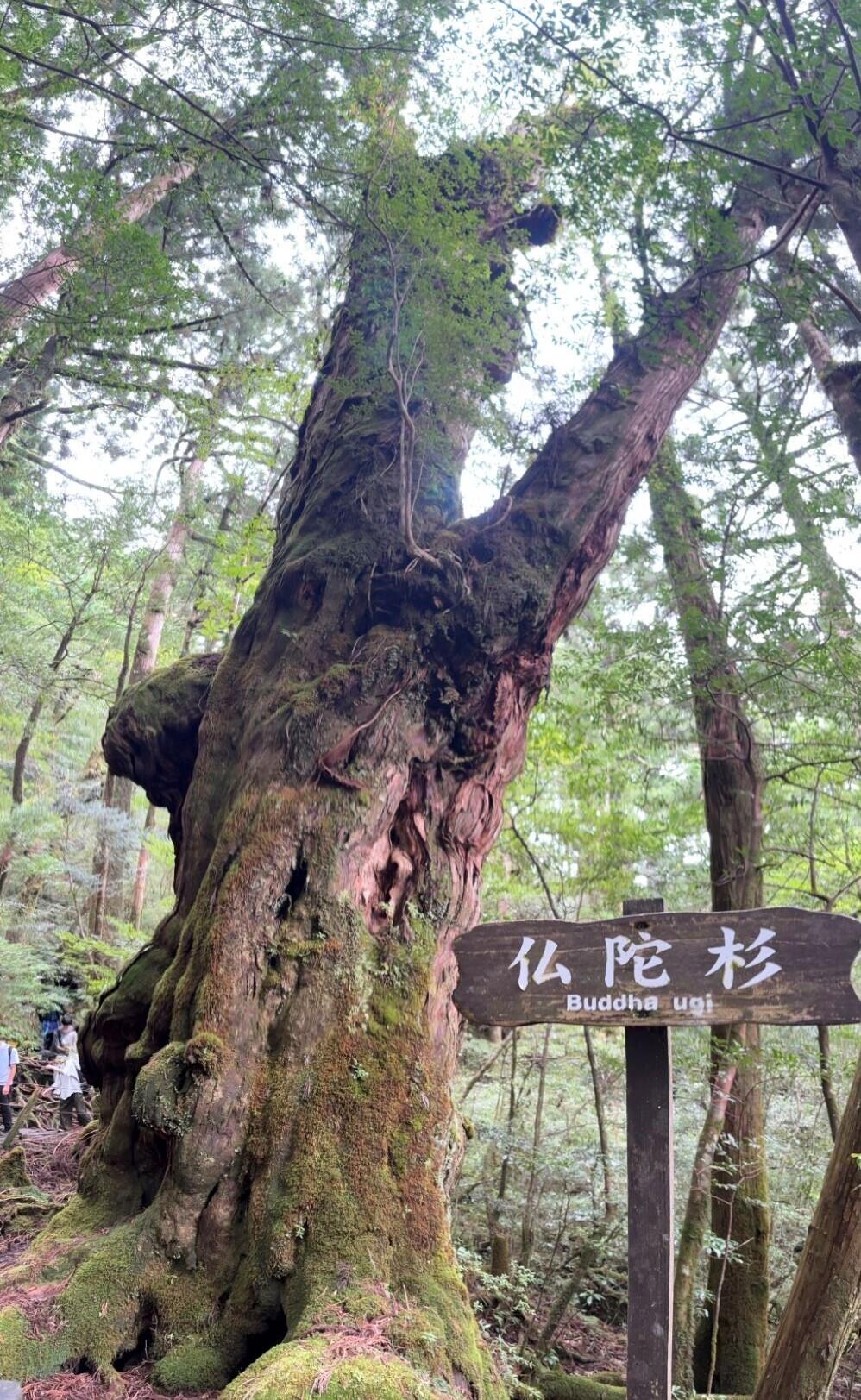 屋久島の大自然