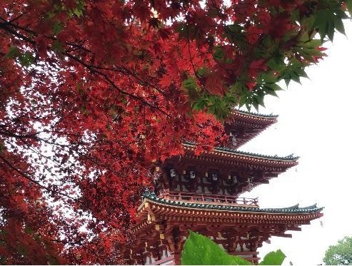 みらいの架け橋レッスン 紅葉よりまんじゅう 高幡不動 に紅葉狩りに行ってきました 12 03 キャンパスブログ 東京都 立川キャンパス 通信制高校ならktcおおぞら高等学院